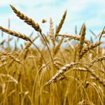 първият житен режим за 2014 Wheat_field
