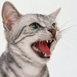 жестоки ли са жените на работното място? angry-cat