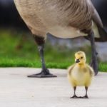 въпрос по мейла: когато майка+дете е едно досадно "ние"