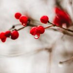 калина
